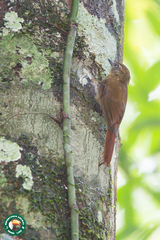 Glyphorynchus spirurus