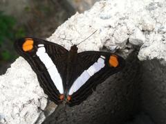 Adelpha basiloides