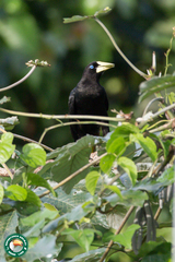 Psarocolius decumanus