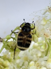 Lasiotrichius succinctus