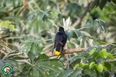 Psarocolius decumanus
