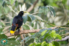 Psarocolius decumanus