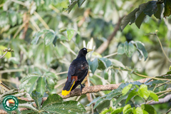 Psarocolius decumanus