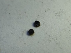 Euthoracaphis umbellulariae