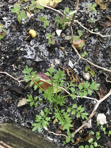 Lepidium didymum image