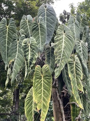Philodendron melanochrysum