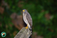Rupornis magnirostris magnirostris