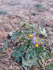 Solanum virginianum
