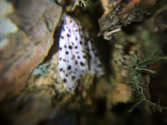 Lepidoptera