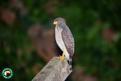 Rupornis magnirostris magnirostris