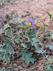 Solanum virginianum
