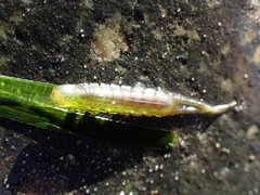 Pentidotea montereyensis