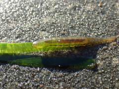 Pentidotea montereyensis