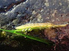 Pentidotea montereyensis