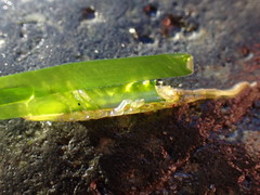 Pentidotea montereyensis