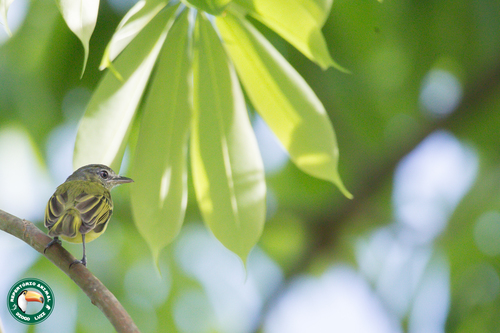 Grey-crowned Flatbill