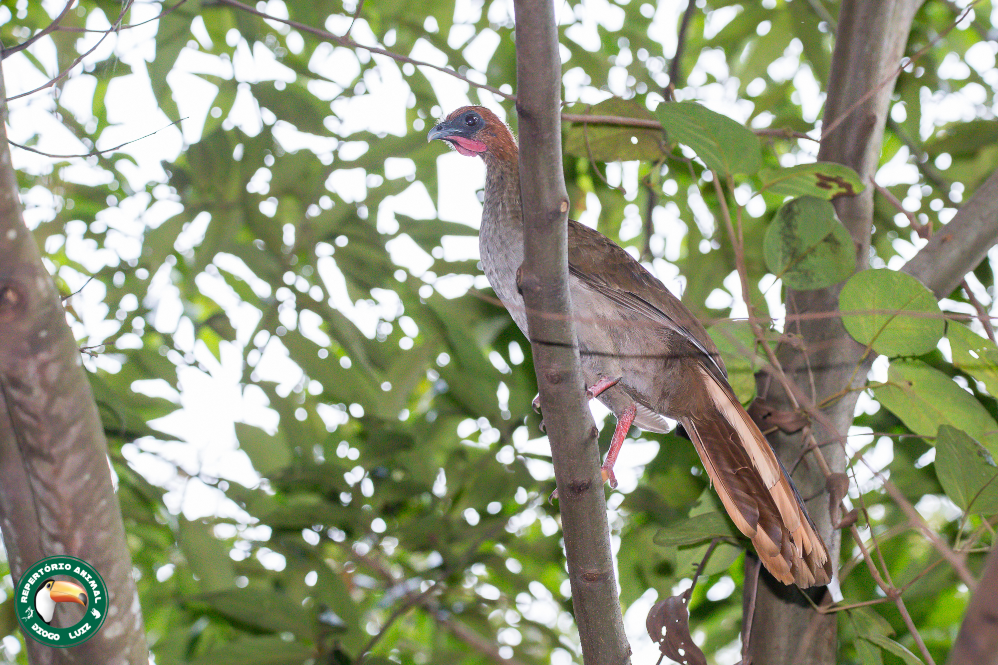 Little Chachalaca (Ortalis motmot), photo 8