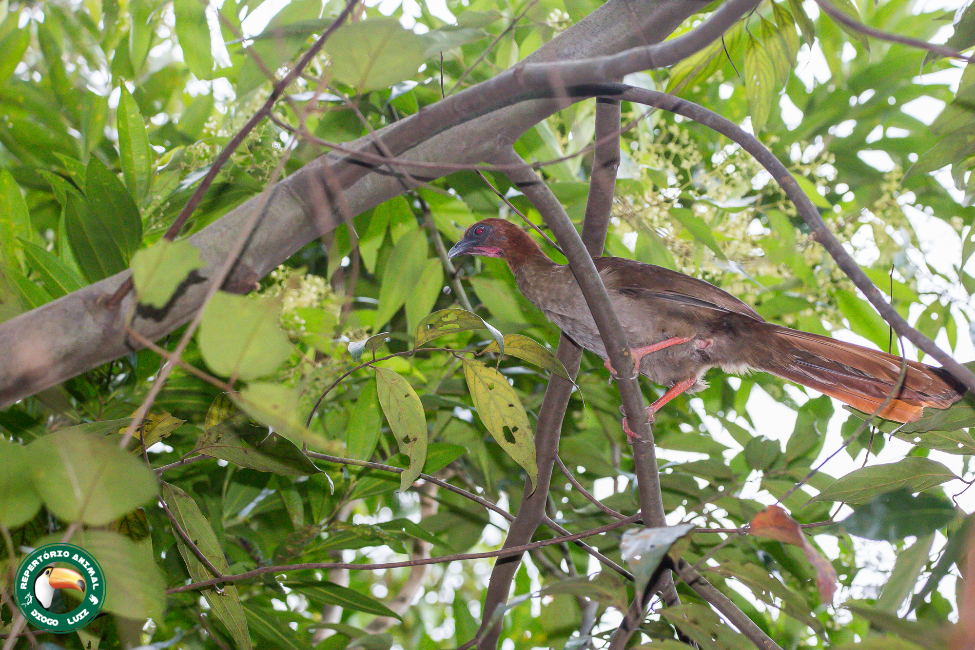 Little Chachalaca (Ortalis motmot), photo 9