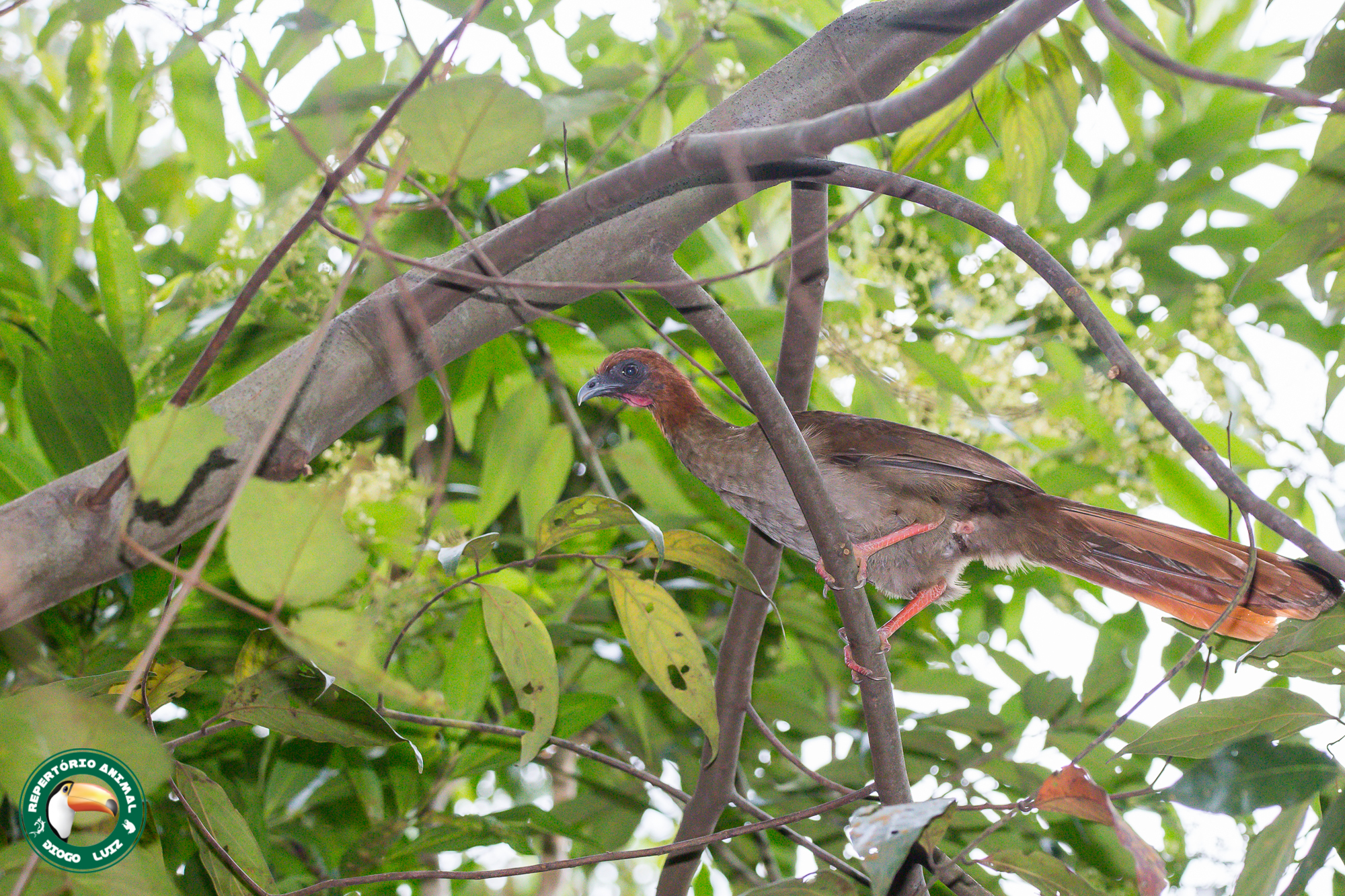 Little Chachalaca (Ortalis motmot), photo 10