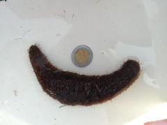 Holothuria grisea