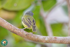 Todirostrum maculatum