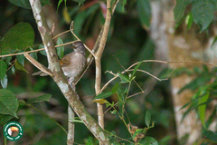 Turdus leucomelas