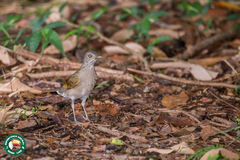 Turdus leucomelas
