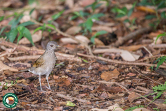 Turdus leucomelas