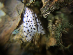 Lepidoptera
