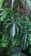 Dioscorea dodecaneura