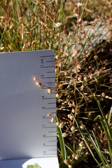 Micranthes bryophora