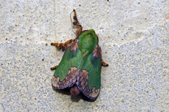 Parasa pastoralis