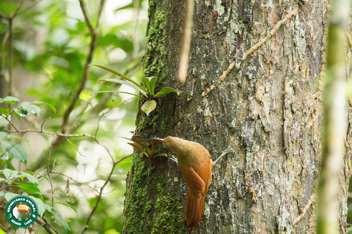 Red-billed Woodcreeper (Hylexetastes perrotii), photo 8