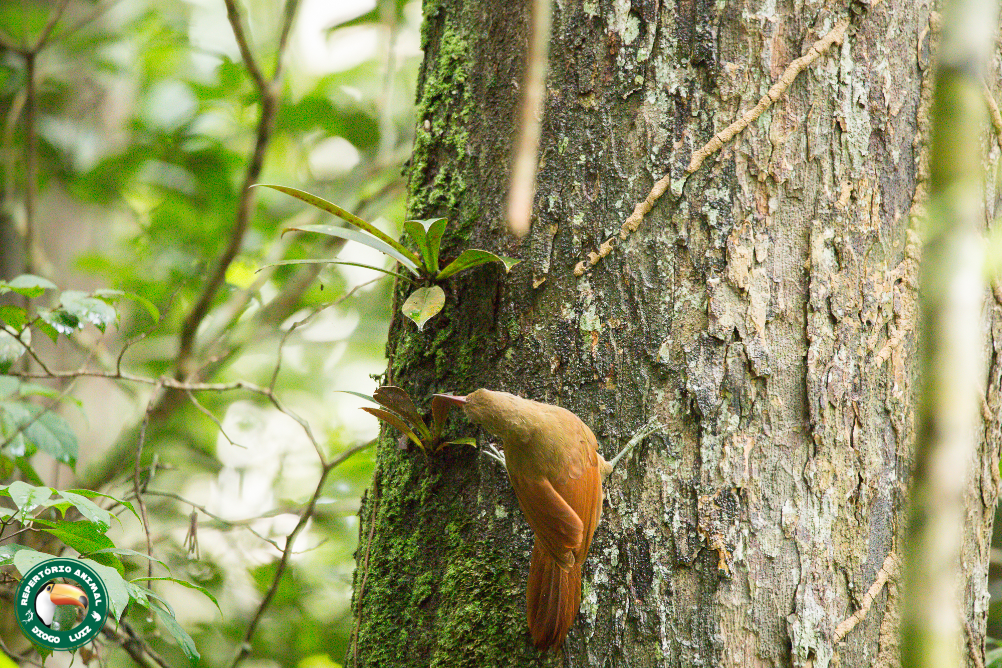 Red-billed Woodcreeper (Hylexetastes perrotii), photo 8