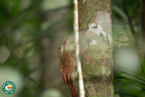 Red-billed Woodcreeper (Hylexetastes perrotii), photo 7
