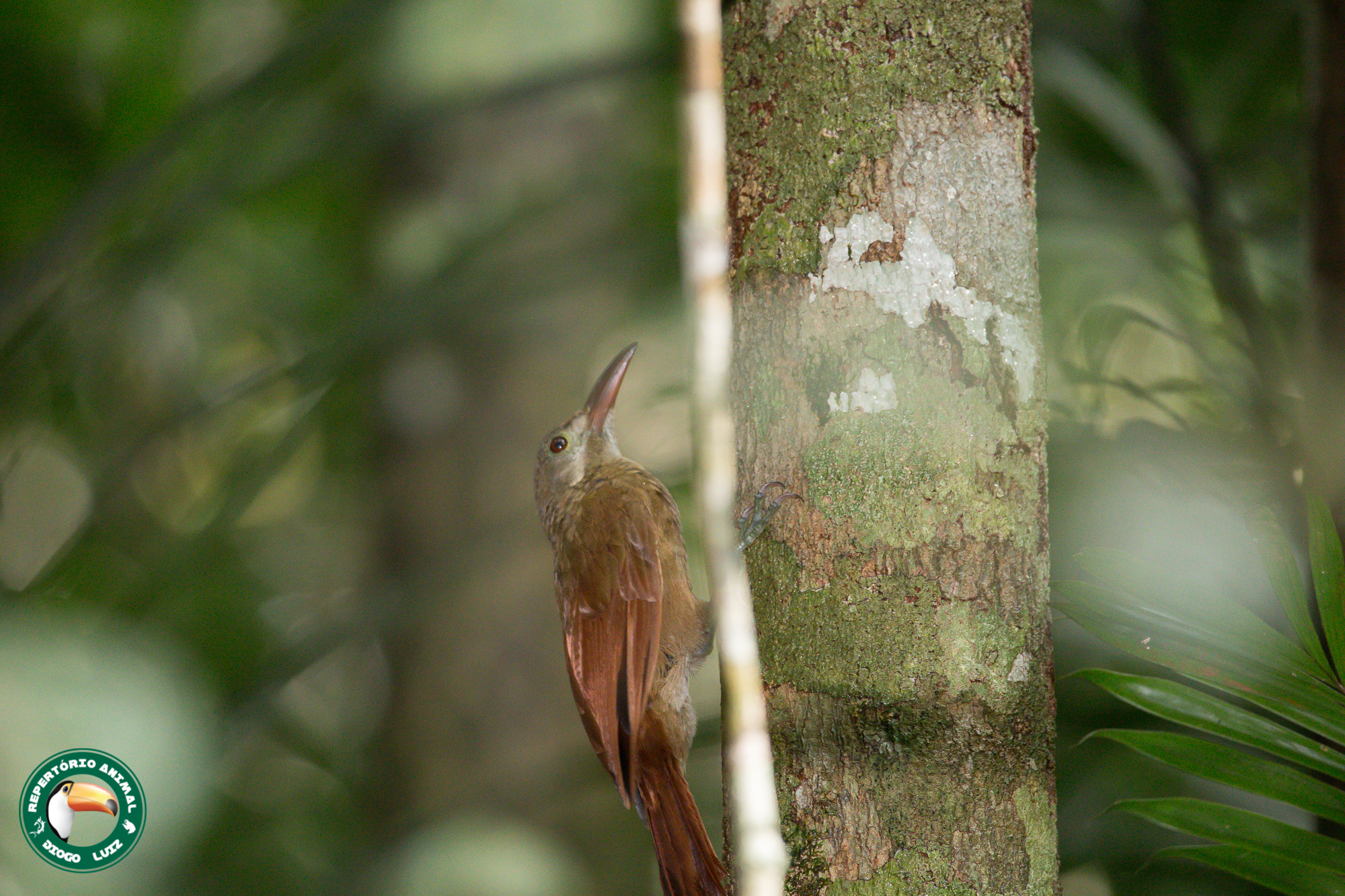Red-billed Woodcreeper (Hylexetastes perrotii), photo 7