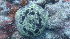 Culcita novaeguineae