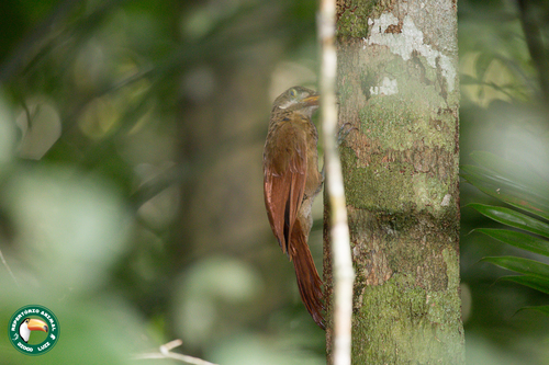 Red-billed Woodcreeper (Hylexetastes perrotii), photo 6