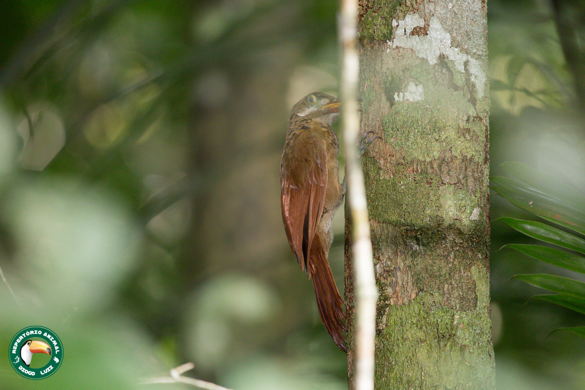 Red-billed Woodcreeper (Hylexetastes perrotii), photo 6