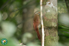 Hylexetastes perrotii
