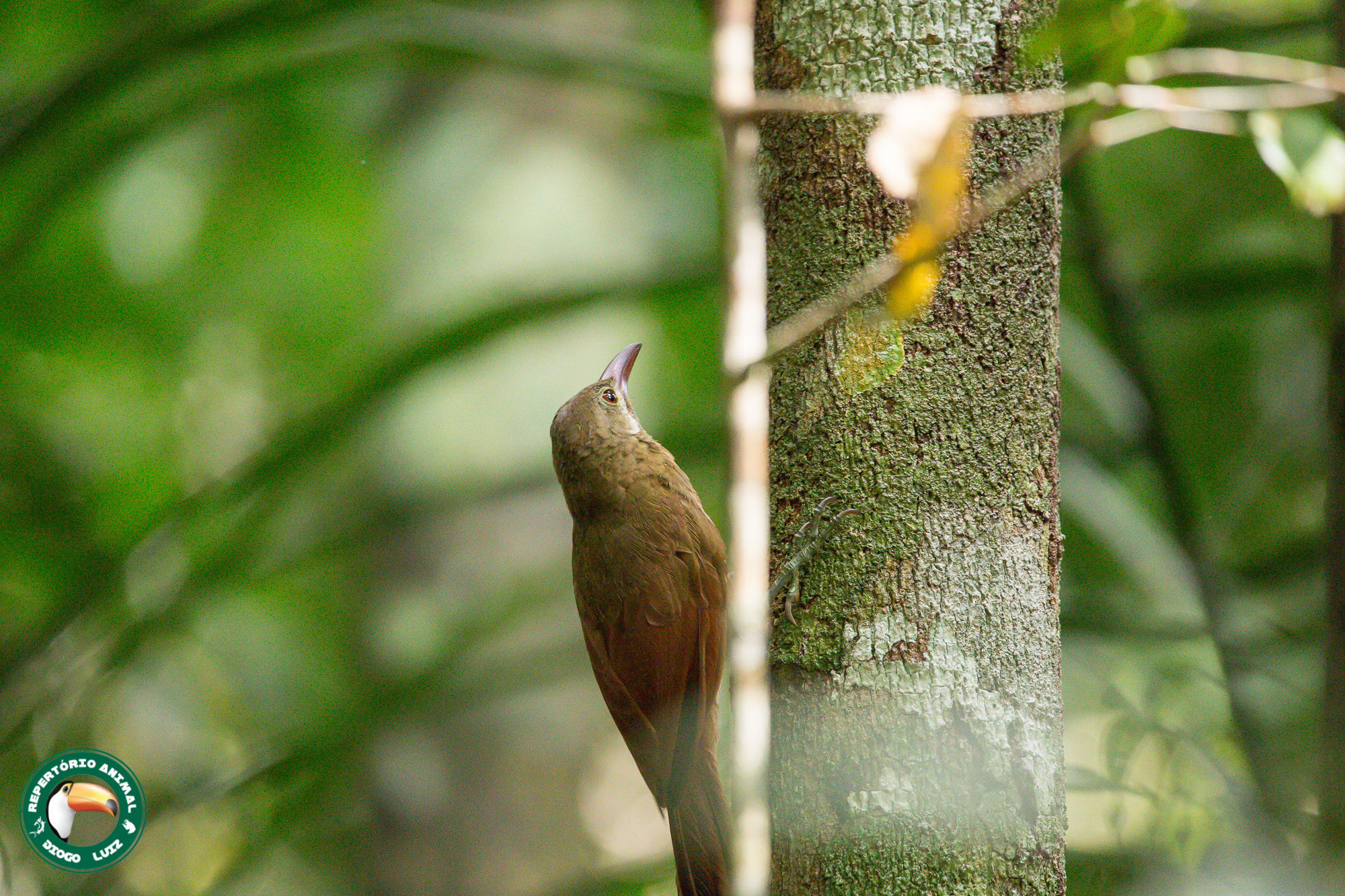 Red-billed Woodcreeper (Hylexetastes perrotii), photo 5