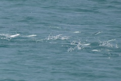 Hemiramphus bermudensis