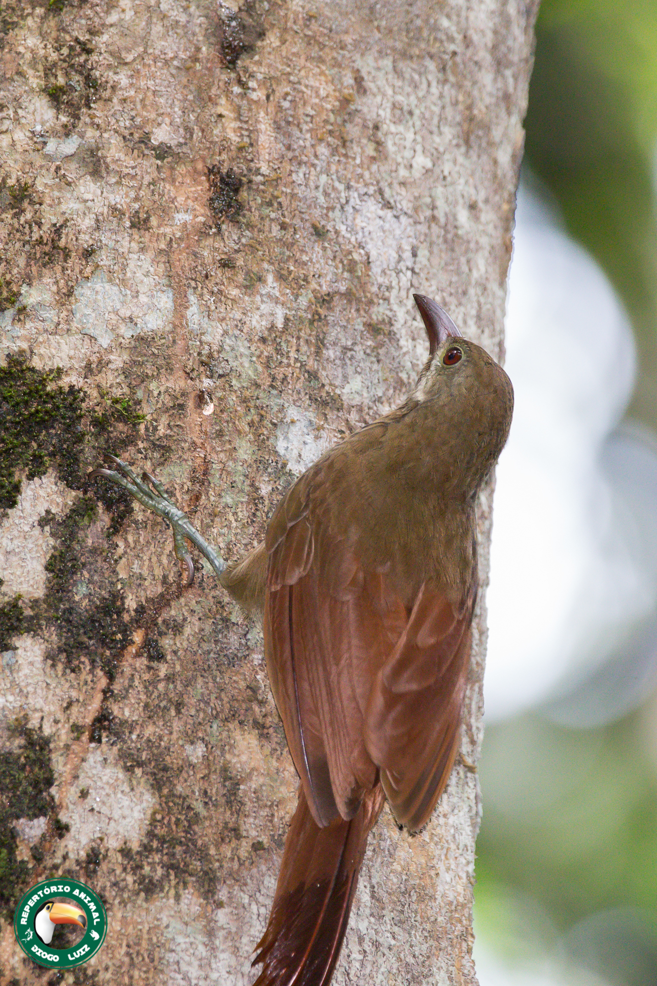 Red-billed Woodcreeper (Hylexetastes perrotii), photo 4