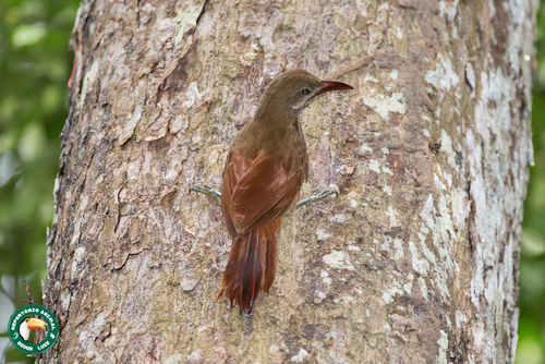 Red-billed Woodcreeper (Hylexetastes perrotii)