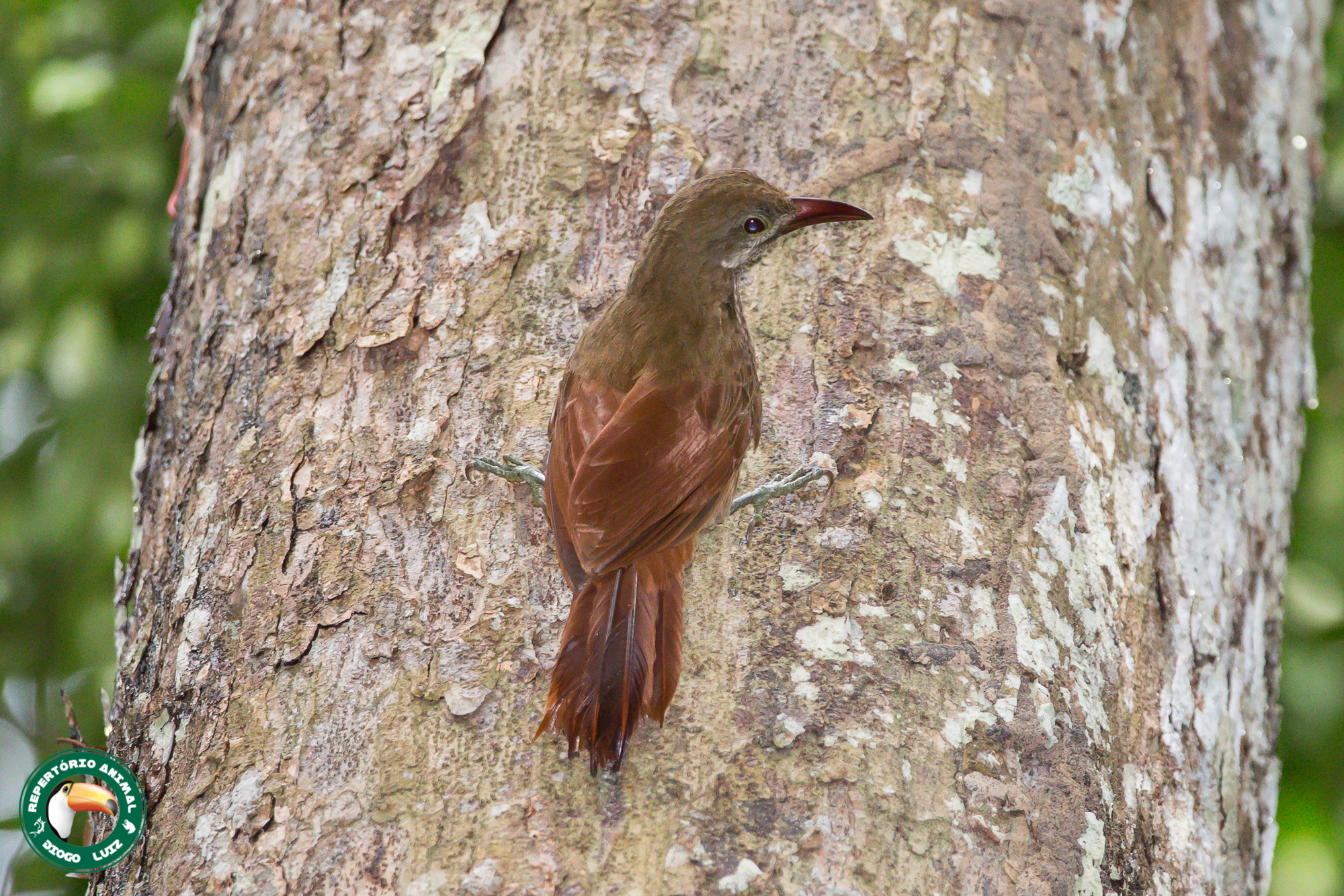 Red-billed Woodcreeper (Hylexetastes perrotii), photo 1