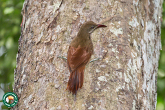 Hylexetastes perrotii