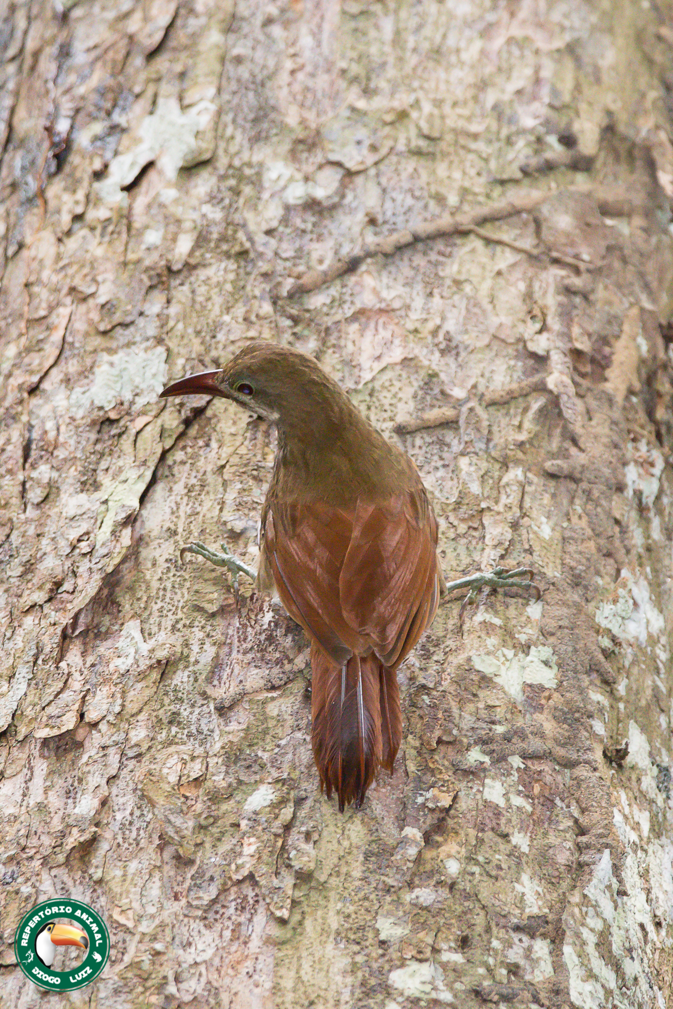 Red-billed Woodcreeper (Hylexetastes perrotii), photo 2