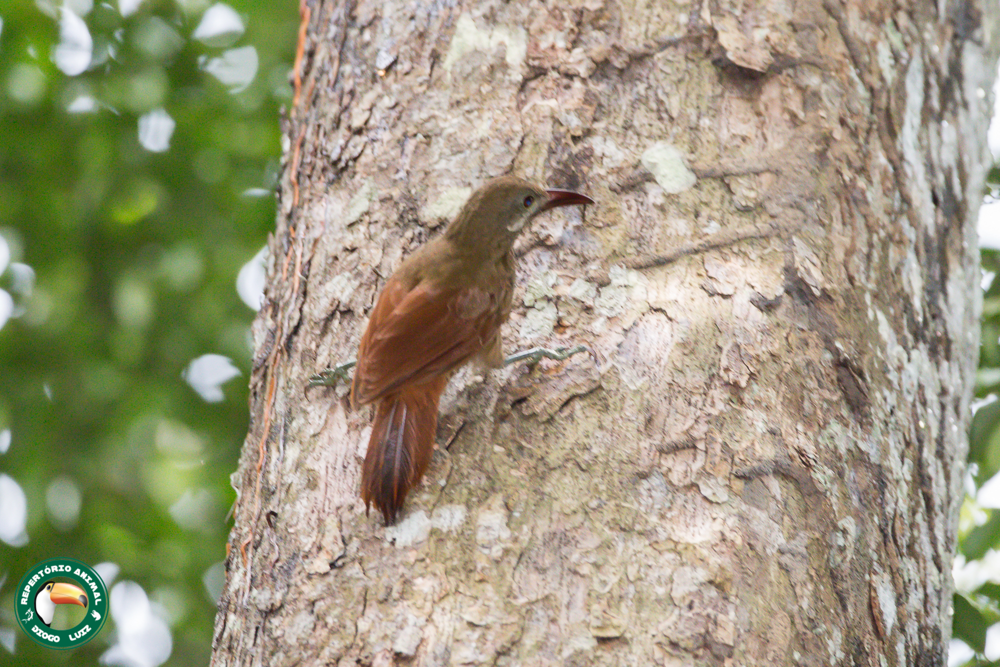 Red-billed Woodcreeper (Hylexetastes perrotii), photo 3