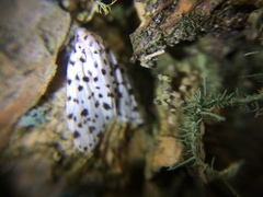 Lepidoptera