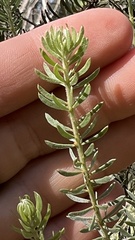 Acacia mariae